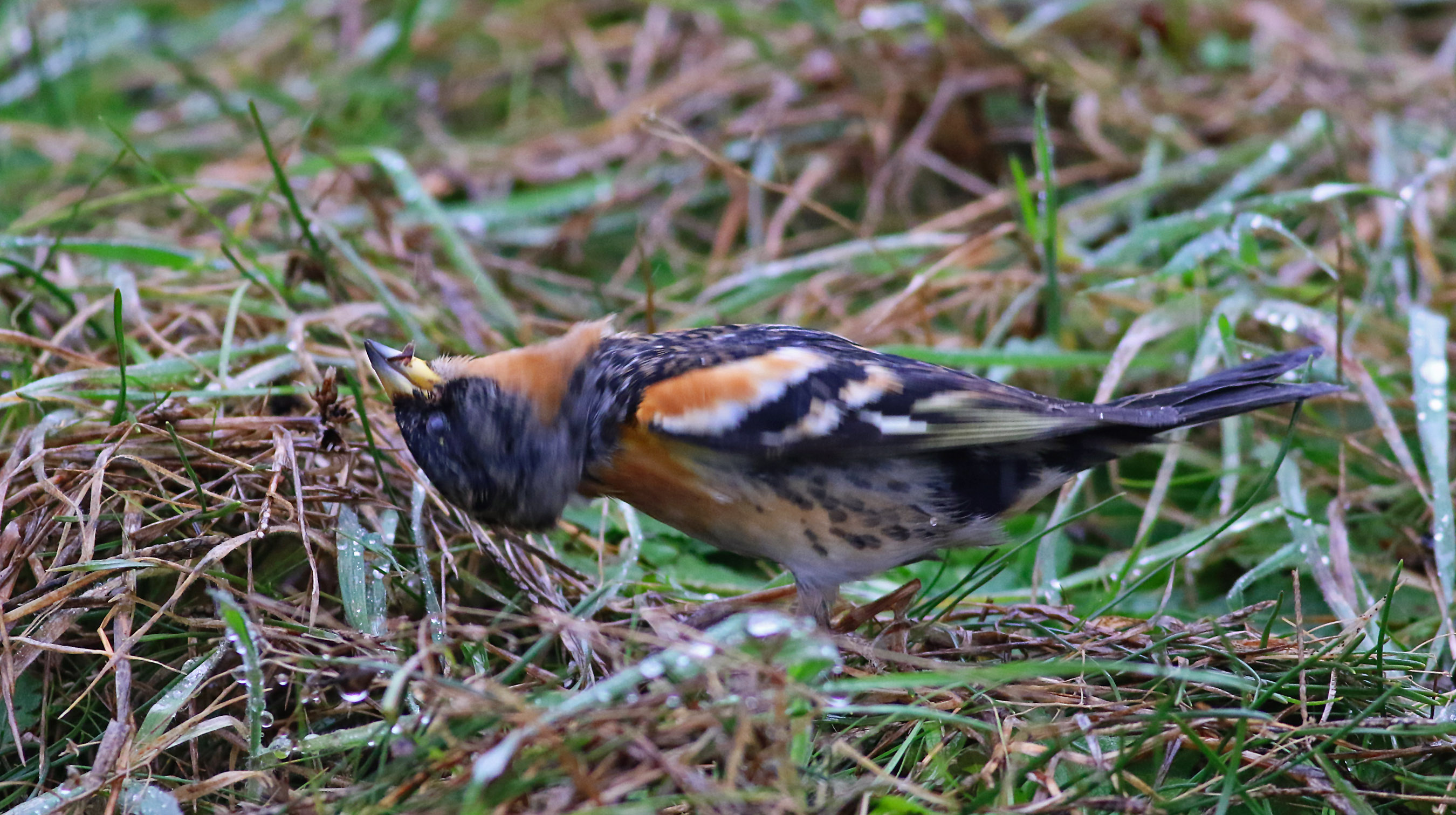 Brambling